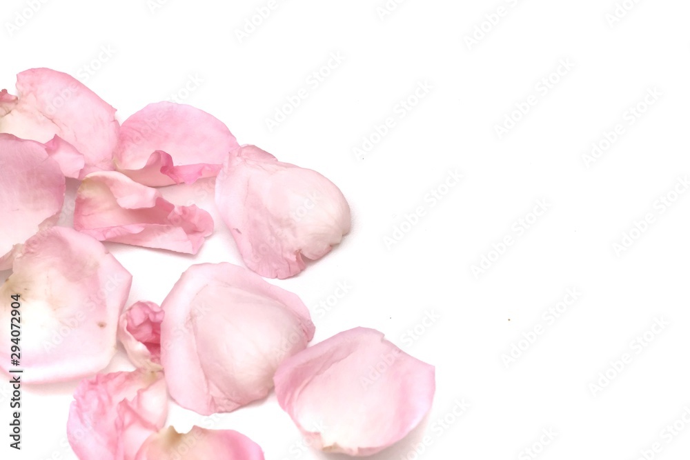 In selective focus a group of sweet pink rose corollas on white isolated background with softly style In selective focus a group of sweet pink rose corollas on white isolated background with softly style
