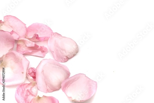 Fototapeta Naklejka Na Ścianę i Meble -  In selective focus a group of sweet pink rose corollas on white isolated background with softly style 