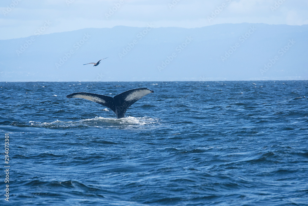 Fototapeta premium A Whale's Tail and Bird in the ocean