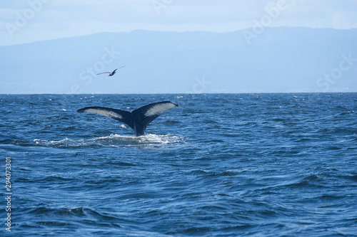 A Whale's Tail and Bird in the ocean