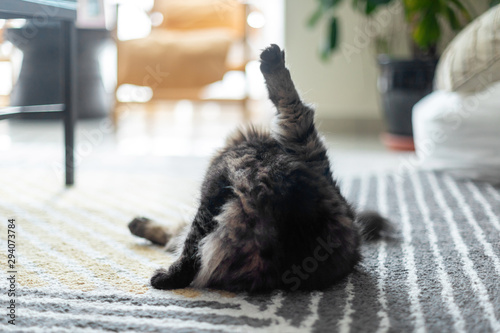 Adorable fluffy cat cleaning herself at home in the morning