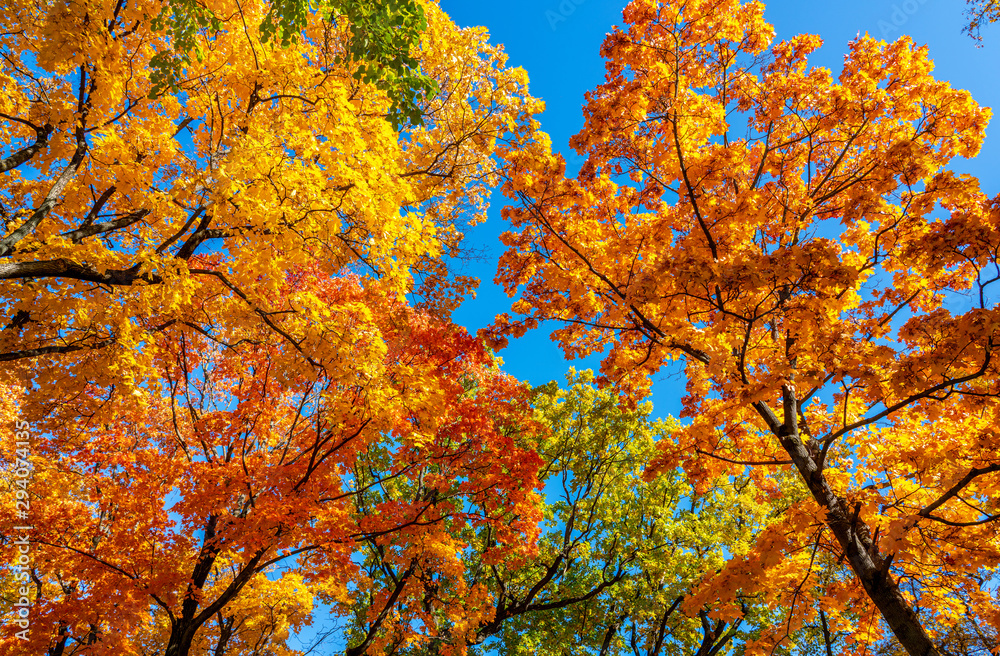 autumn colorful crowns of trees against the blue sky autumn colorful crowns of trees against the blue sky