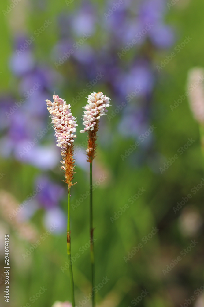 Highlander serpentine flower, Polygonum bistorta, on a green meadow in the High Tatras in the summer.