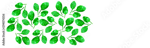 GREEN LEAVES BACKGROUND ON WHITE 2. GRAPHIC RESOURCE