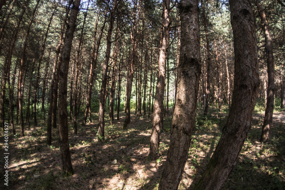 Bark of Pine Tree close up. Beautiful pine forest at summer time. Bark of Pine Tree close up. Beautiful pine forest at summer time.