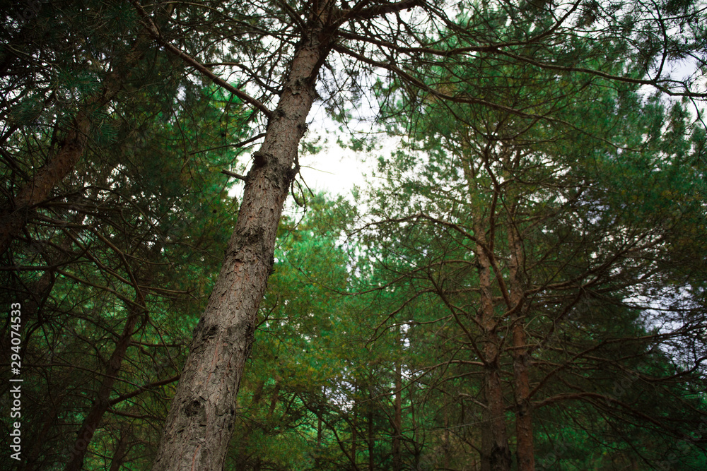 Bark of Pine Tree close up. Beautiful pine forest at summer time.