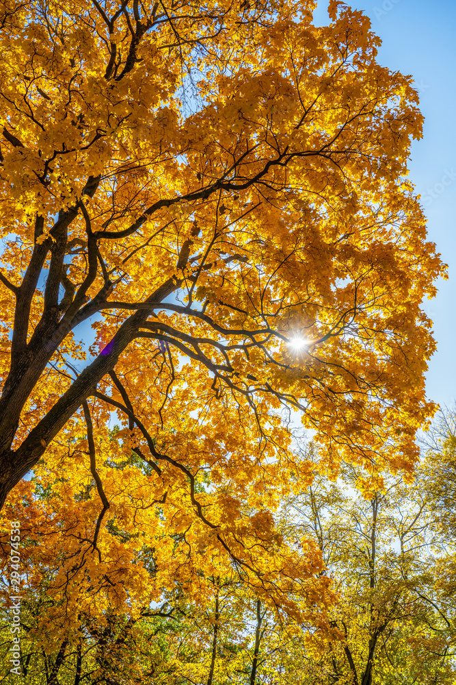 Fototapeta premium The sun breaks through the orange dense crown of a maple tree in the autumn Park