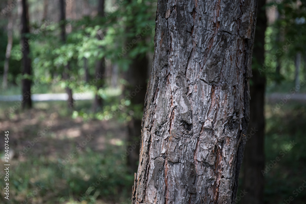 Bark of Pine Tree close up. Beautiful pine forest at summer time.