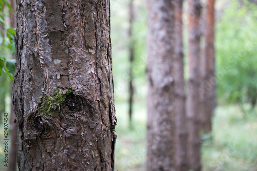 Fototapeta Naklejka Na Ścianę i Meble -  Bark of Pine Tree close up. Beautiful pine forest at summer time.