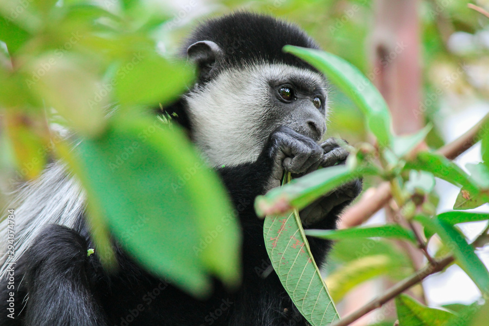 Obraz premium Abyssinian Black and white Colobus - Mantled Guereza- Scientific name Colobus guereza. This species diet is based primarily on leaves and fruits which he is eating