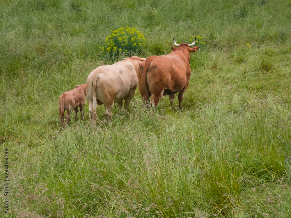 a family of brown cows (bull, cow, calf) from backside on a green meadow