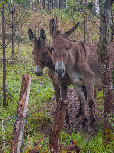 two curious donkeys standing side by side and watching behind a fence