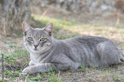 Un gato gris sobre el pasto seco photo