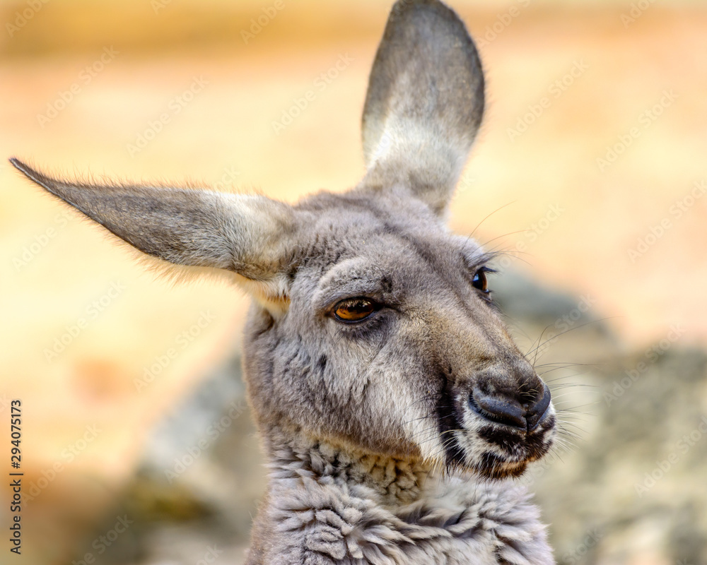Fototapeta premium eastern grey kangaroo (Macropus giganteus)