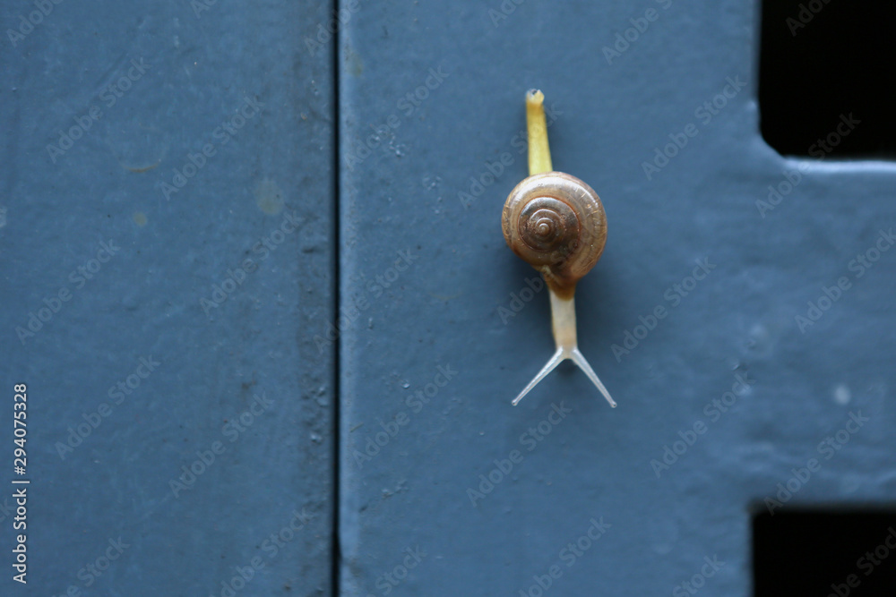Snail on the metal gate close up view Snail on the metal gate close up view