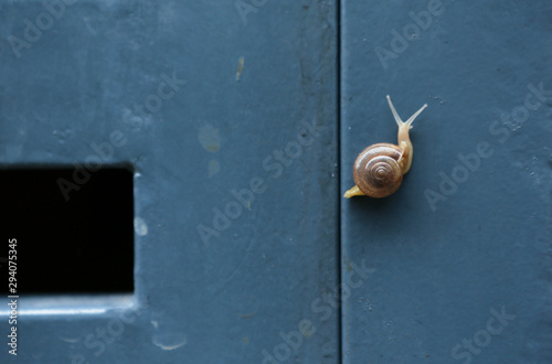 Snail on the metal gate close up view