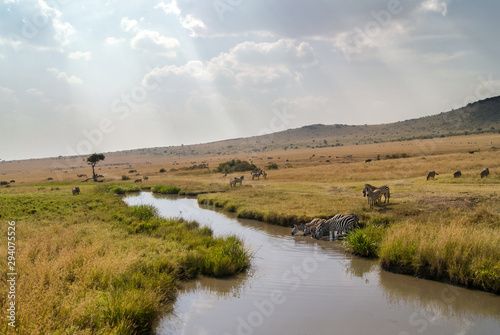 Beautiful family of Plains Zebra - Scientific name: Equus quagga - cautiously drinking water from the River