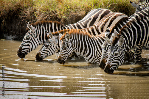 Beautiful family of Plains Zebra - Scientific name  Equus quagga - cautiously drinking water from the River