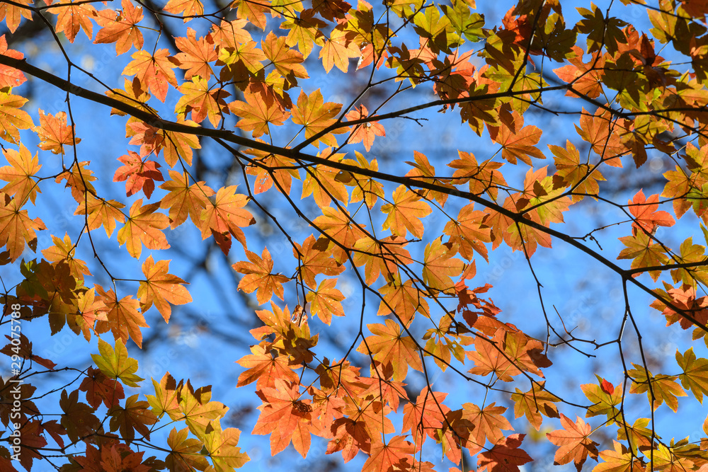 妙義山の森の紅葉