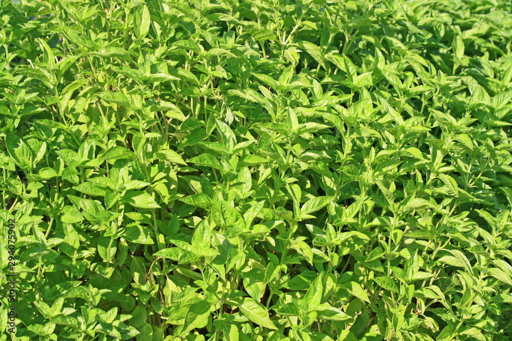 Bush of basil Bush of basil
