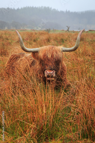 Vache - Ecosse