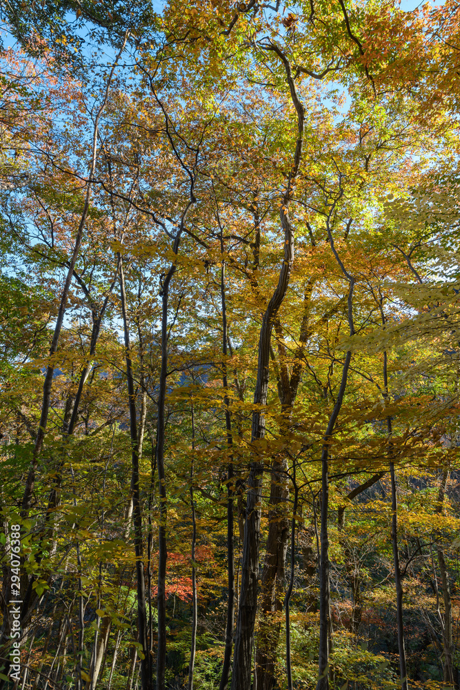 妙義山の森の紅葉