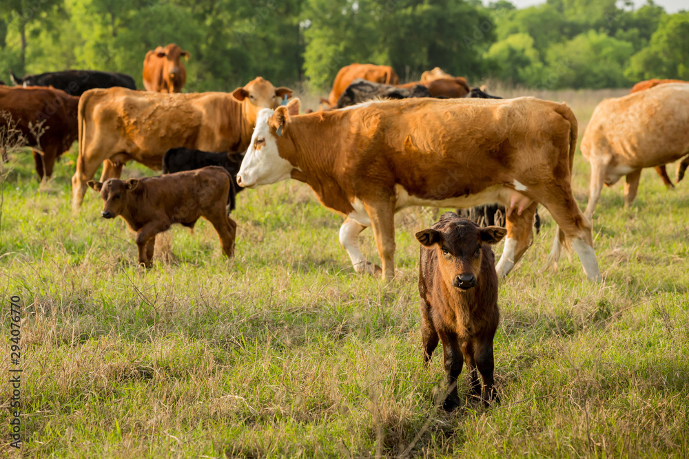 Cattle grazing early morning Cattle grazing early morning