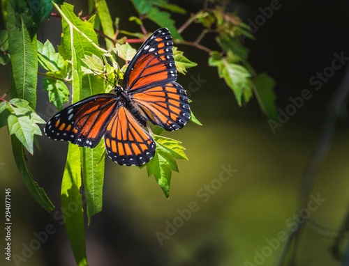 Monarch butterfly © Trevor