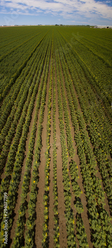 Sunflower Field Aerial Panorama Vertical