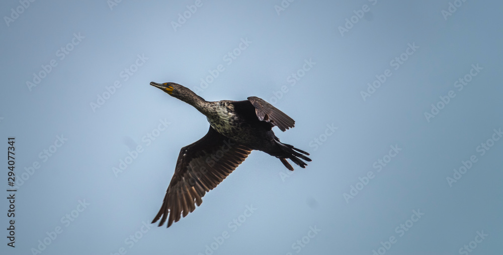 Obraz premium Cormorant soaring