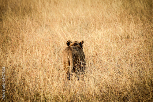 Female East African Lion - Scientific name: Panthera leo melanochaita - Walking slowly through Tall Grass, well Camouflaged