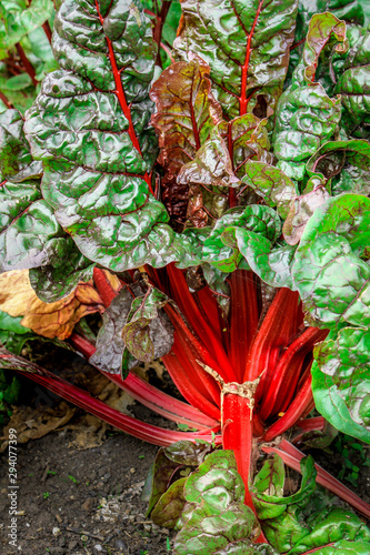 Field of Red Chard - Scientific name: Beta vulgaris Ruby Chard