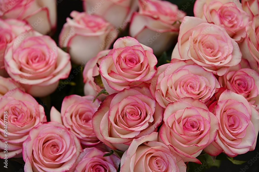 bouquet of pink roses bouquet of pink roses