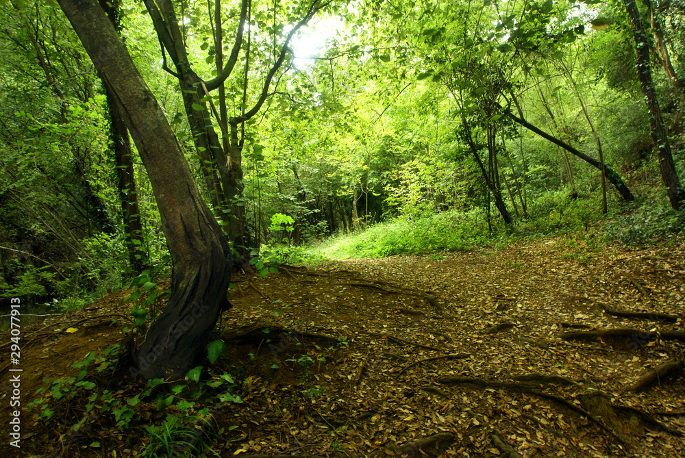 Naklejka premium Deep forest with green nature and sun light