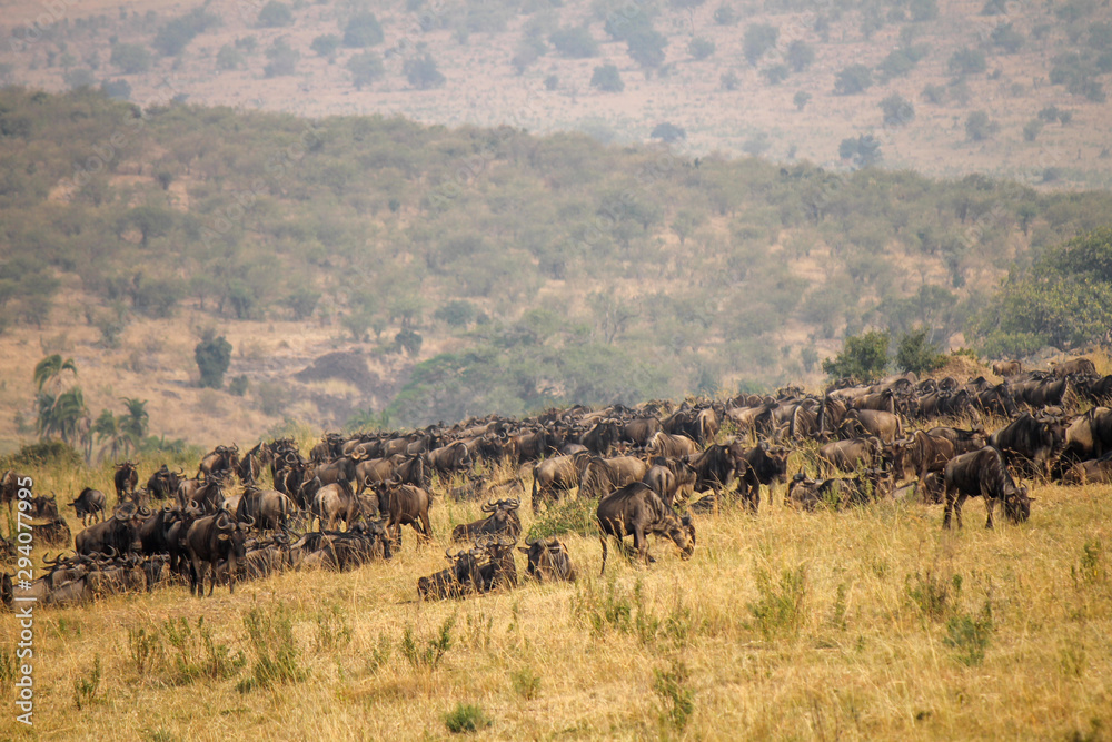 Huge herds of Blue or Common Wildebeest or Brindled Gnu - Scientific name: Connochaetes taurinus - in Kenya's Maasai Mara during the Great Migration Season
