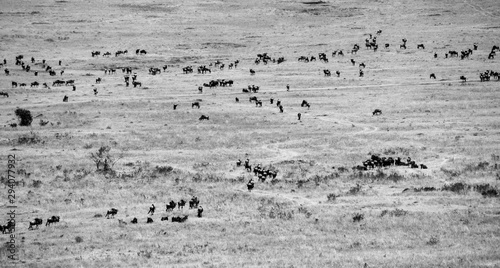 Huge herds of Blue or Common Wildebeest or Brindled Gnu - Scientific name: Connochaetes taurinus - in Kenya's Maasai Mara during the Great Migration Season
