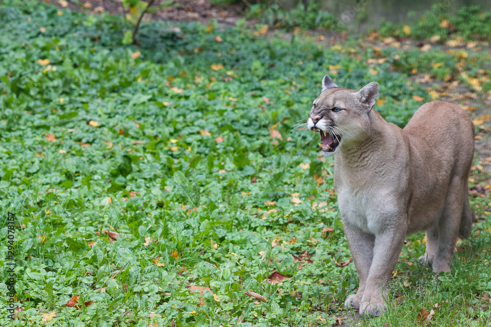 Portrait of a beautiful canadian cougar in the autumn forest Portrait of a beautiful canadian cougar in the autumn forest