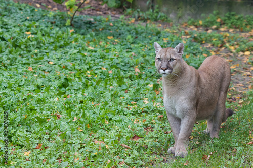 Portrait of a beautiful canadian cougar in the autumn forest