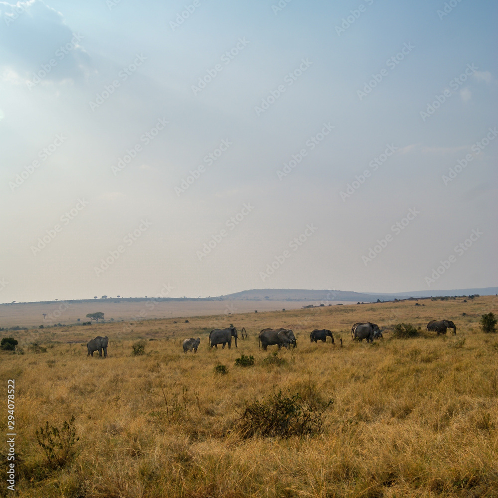 Large Family of African Bush Elephants - Scientific name: Loxodonta africana - Walking on the tall grassed Savanna in Kenya's Masai Mara National Reserve
