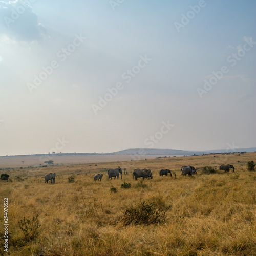 Large Family of African Bush Elephants - Scientific name: Loxodonta africana - Walking on the tall grassed Savanna in Kenya's Masai Mara National Reserve © Nieuwenkampr