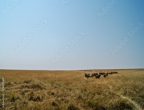 Long S-shaped Line of Blue or Common Wildebeest or Brindled Gnu - Scientific name  Connochaetes taurinus - During the Great Migration