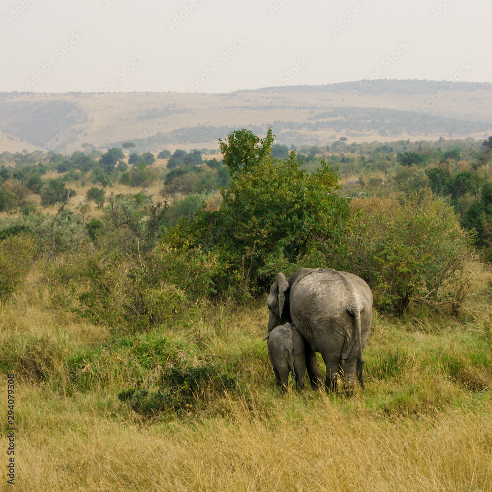 Mother and Baby African Bush Elephant - Scientific name- Loxodonta africana - in Kenya's Masai Mara National Reserve-1 Mother and Baby African Bush Elephant - Scientific name- Loxodonta africana - in Kenya's Masai Mara National Reserve-1