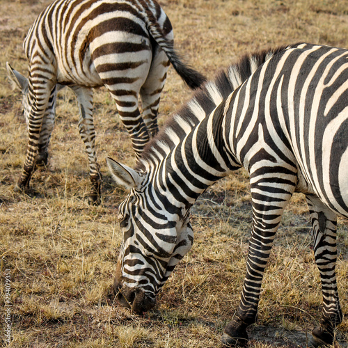 Mother and Baby Plains Zebra in a National Reserve in Eastern Africa