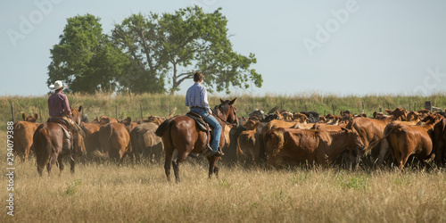 Cowboy rounding up cattle © Carrie