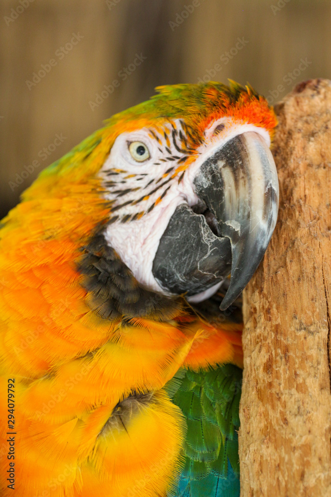 Gold Macaw 