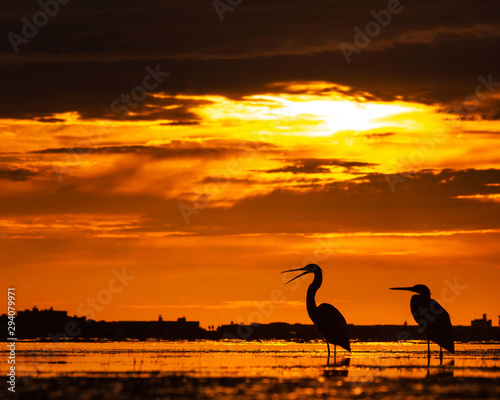 Birds egret and heron silhouette at sunset seascape