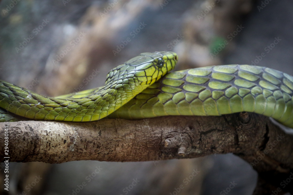 Fototapeta premium Green Mamba Venomous Snake 