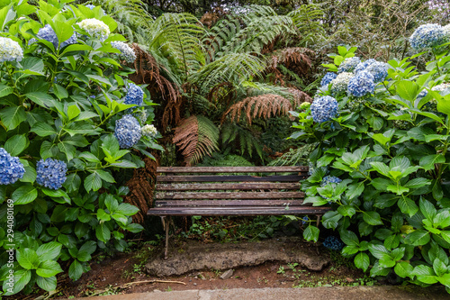 Wooden bench among vegetation of flowers of hortens and fern.