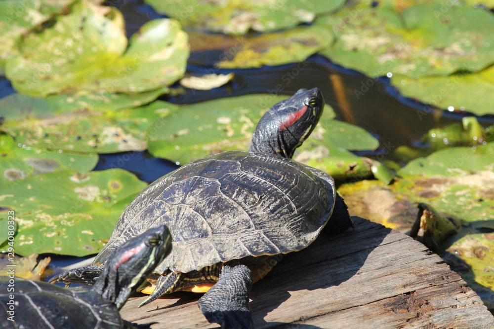 Obraz premium Turtles