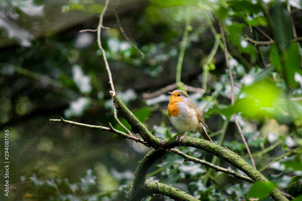 The European or Red Robin Redbreast, Scientific name: Erithacus rubecula, sitting on a Tree Branch The European or Red Robin Redbreast, Scientific name: Erithacus rubecula, sitting on a Tree Branch